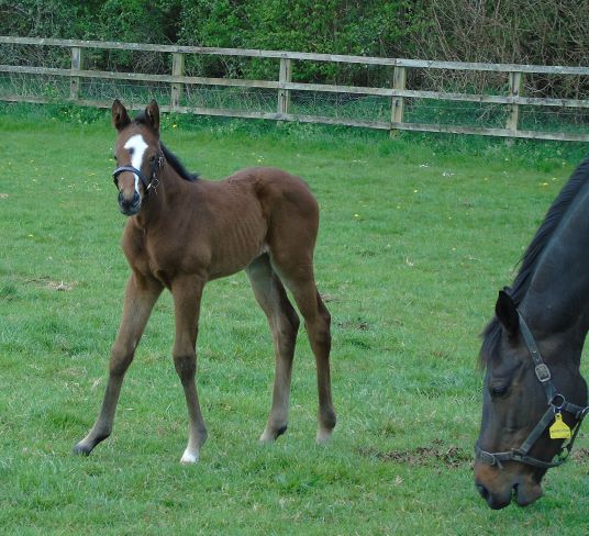 2022 filly by Ulysees